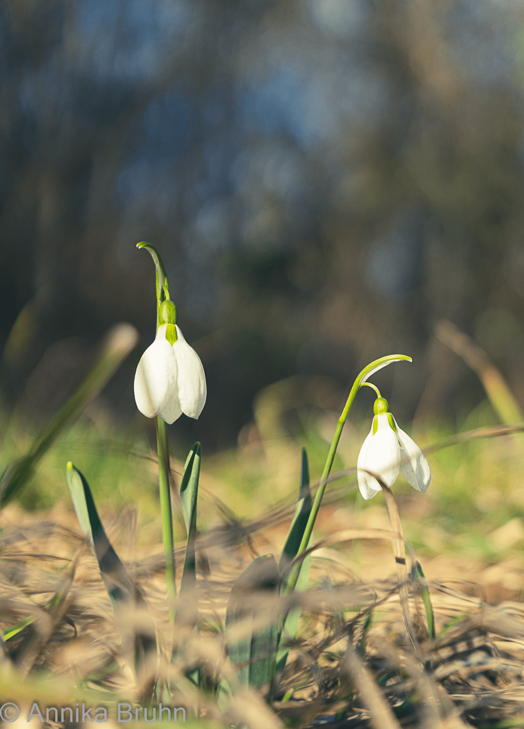 Die ersten Schneeglöckchen